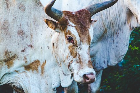 Agriculture closeup head