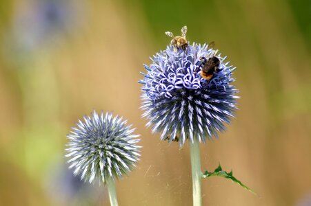 Allium bee bees photo