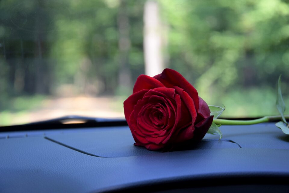 Romance feeling affection