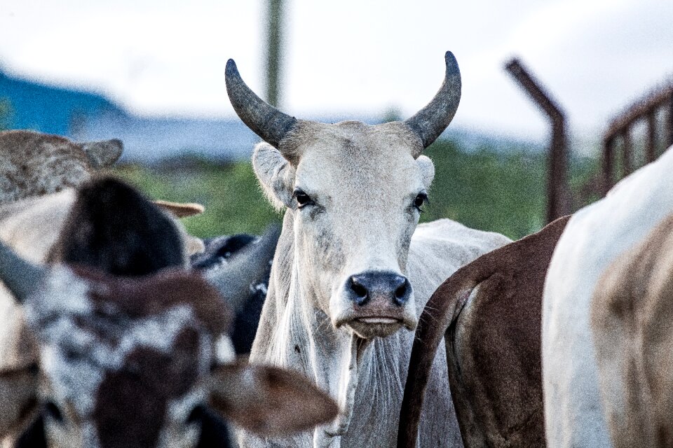 Agriculture closeup head