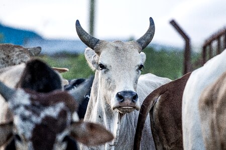 Agriculture closeup head