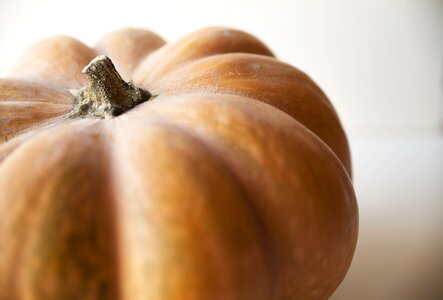 Stem orange brown vegetables