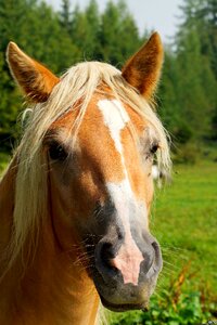 Animal portrait horse head portrait photo