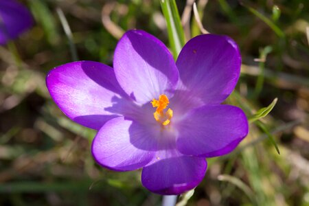 Bloom flower nature photo