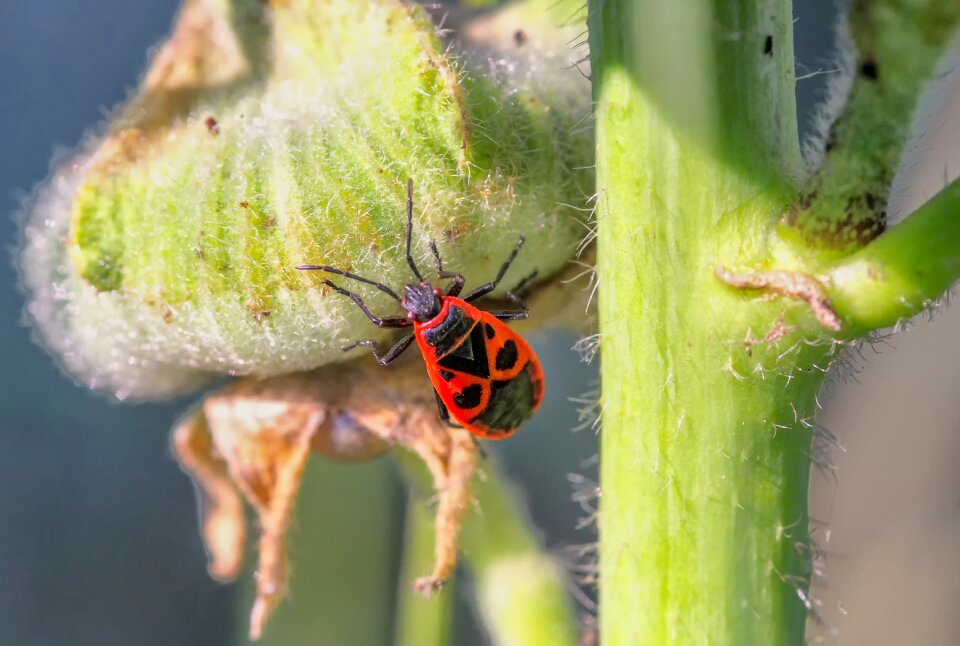 Insect green garden