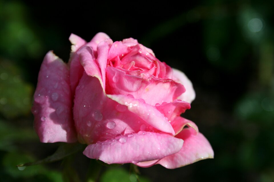 Raindrops flora nature