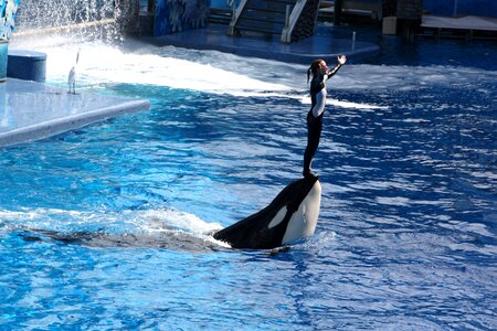 Vacations sea world orca