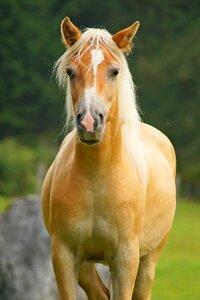 Mammal haflinger animal world