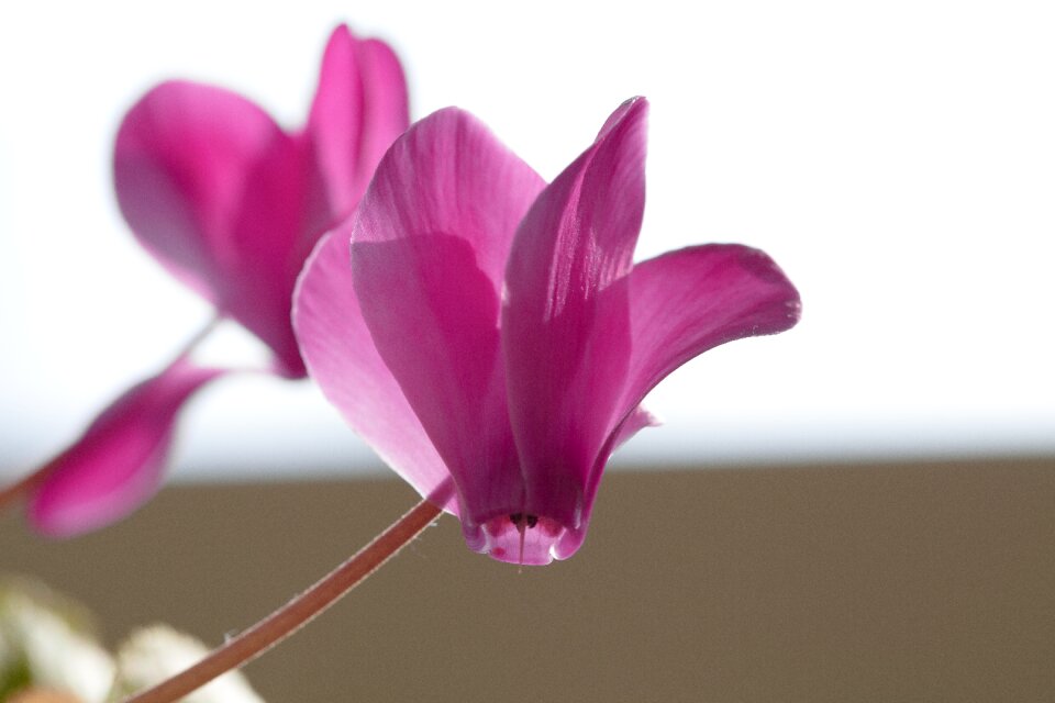 Nature close up flower