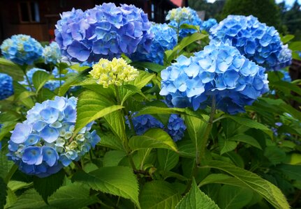 Blossom plant nature