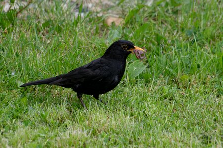 Collects earthworms the cubs