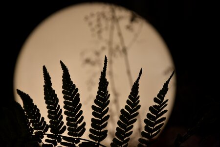 Light plant brown moon