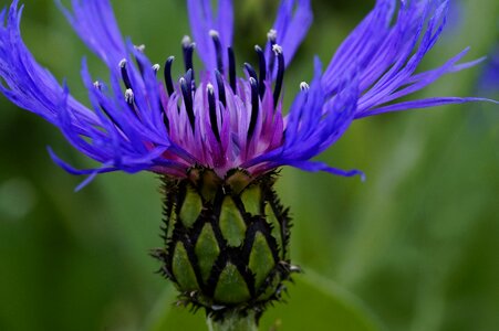 Natural plant wild flower blue