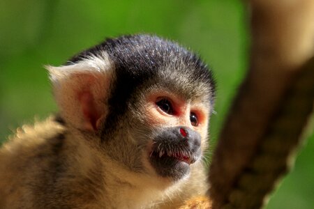 Mammal cute animal world