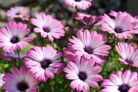 Pink flowers plants nature photo