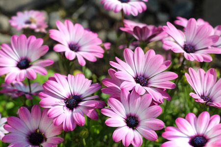 Pink flowers plants nature