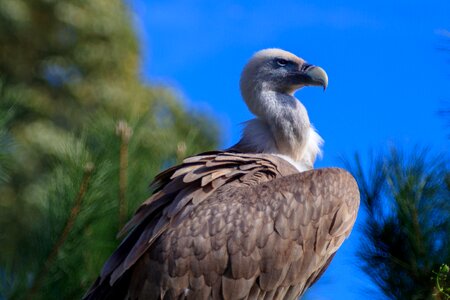 Nature plumage bill