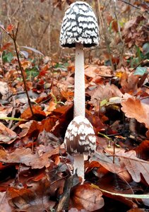Fall nature wet