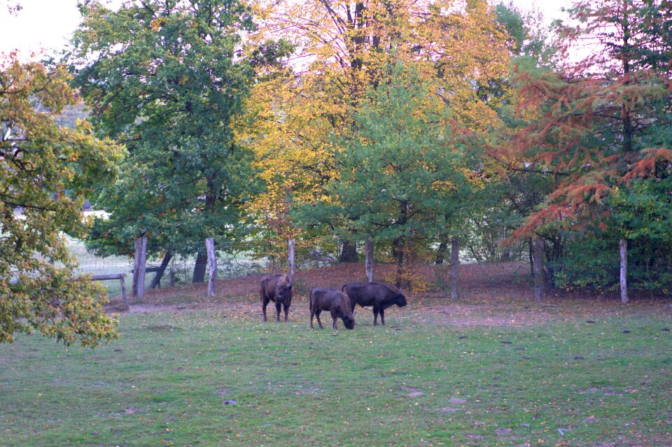 Autumn leaves large