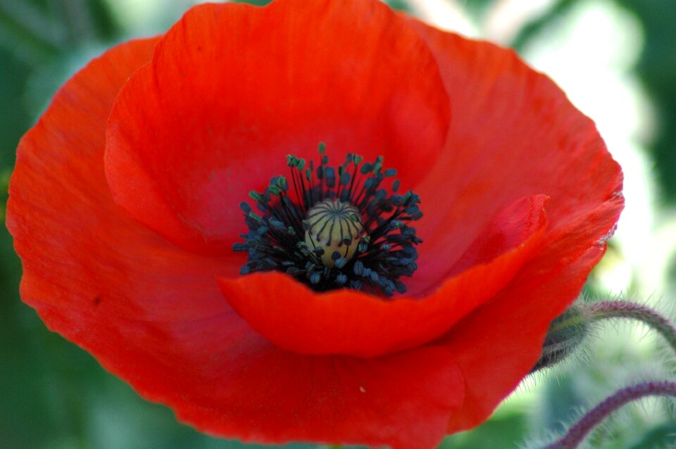 Poppy garden color
