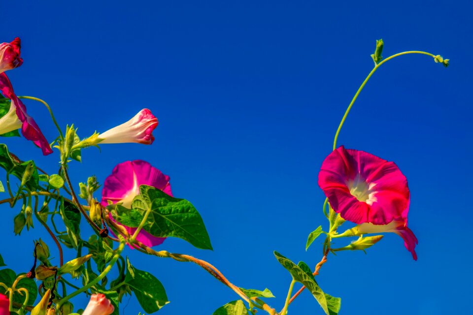 Climber plant flower blossom