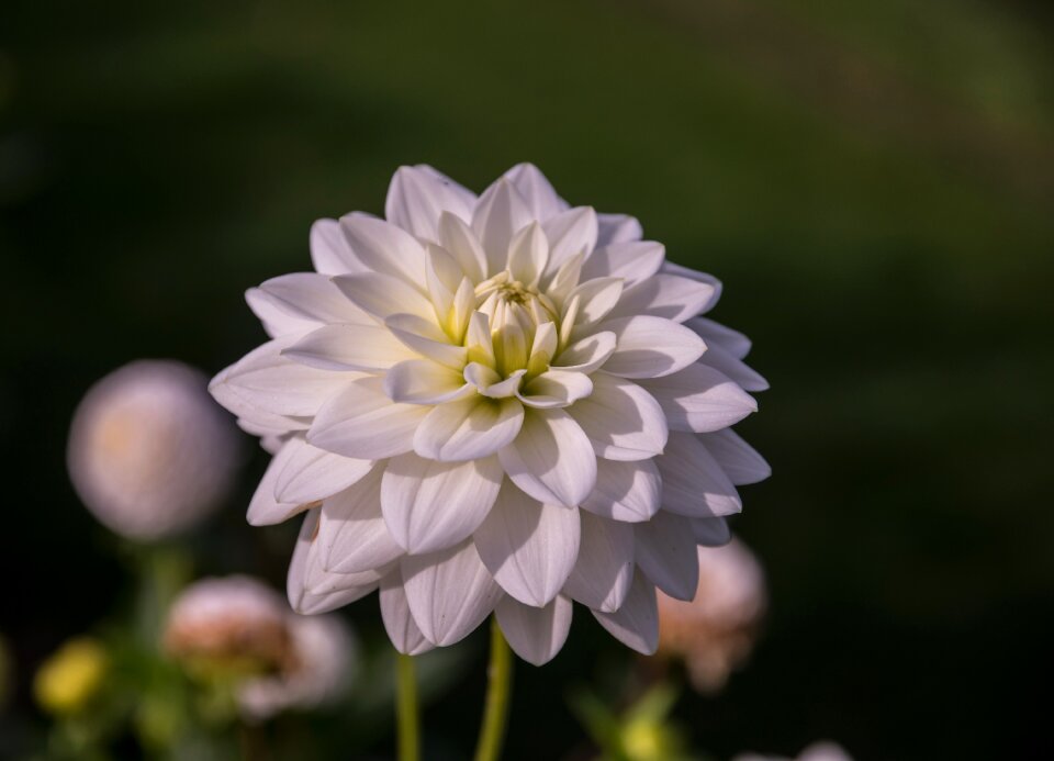 Bloom plant flora