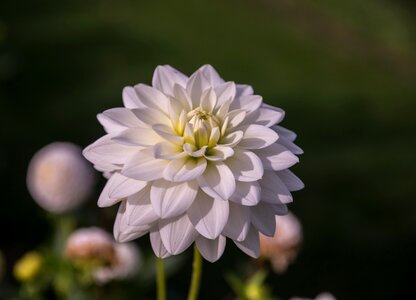 Bloom plant flora