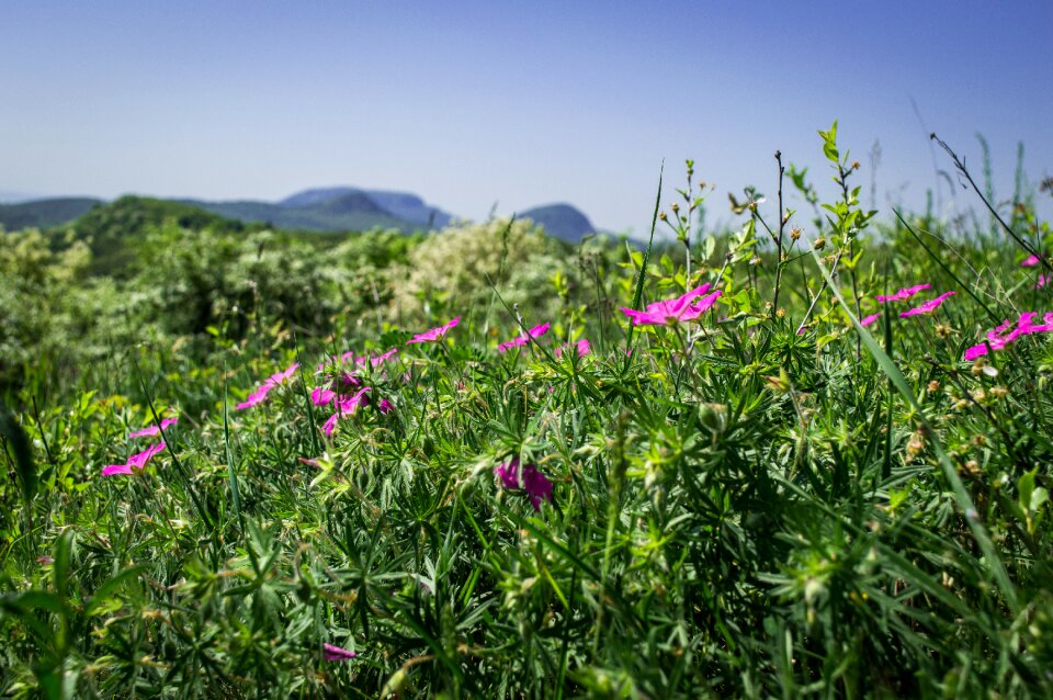 Green summer wildflowers