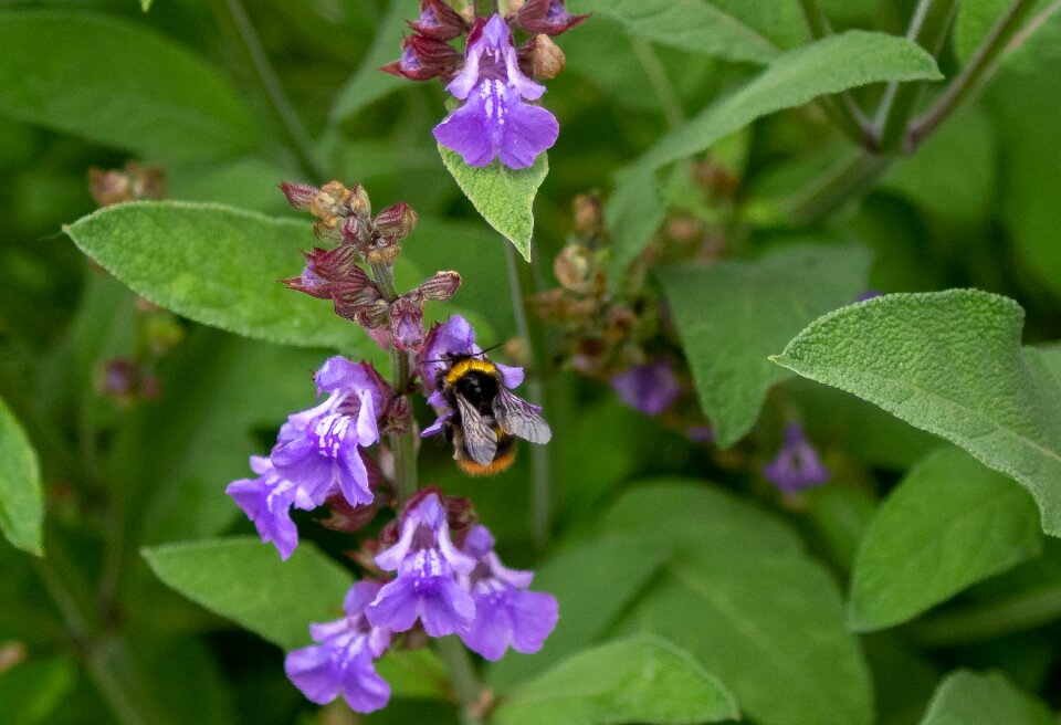 Bloom nature garden