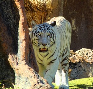Threatening white zoo