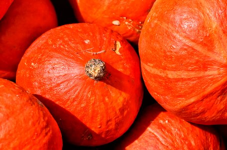 Decorative squashes harvest orange photo