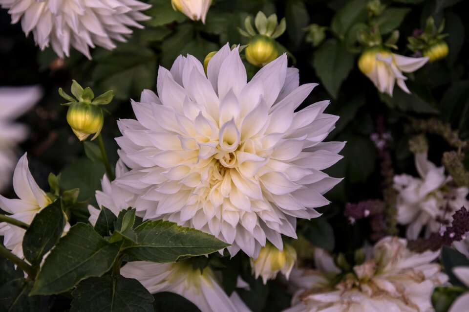 Flower plant flora