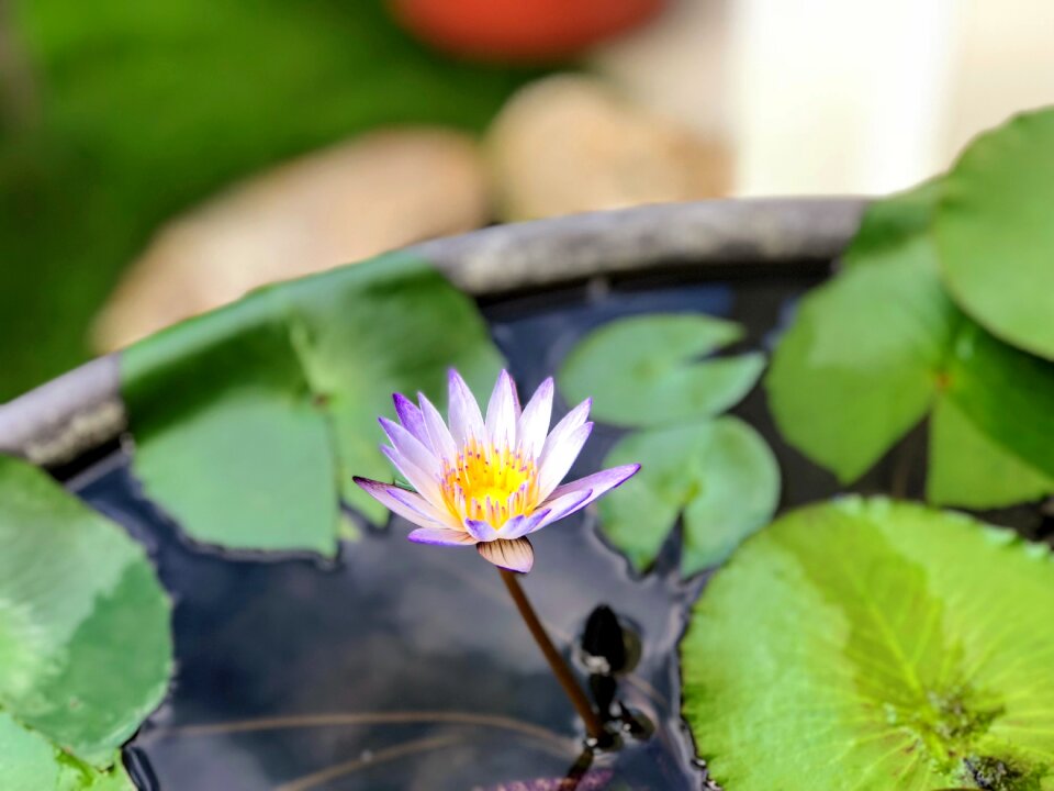 Cuteness pool lotus
