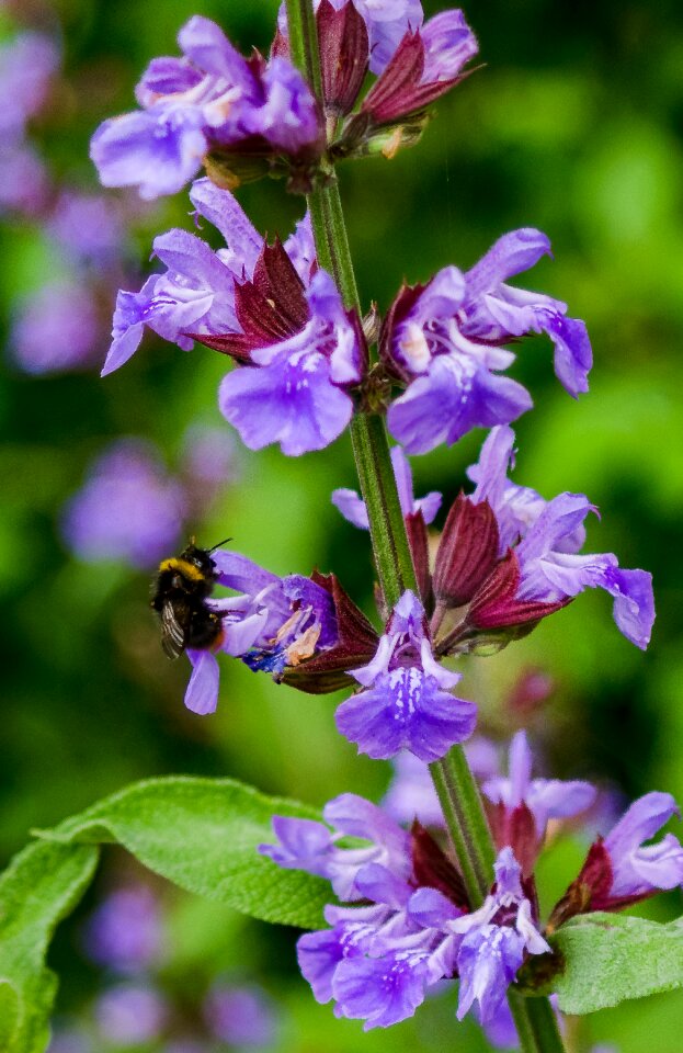 Bloom nature garden photo