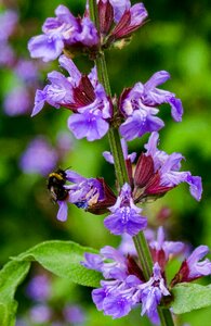 Bloom nature garden photo