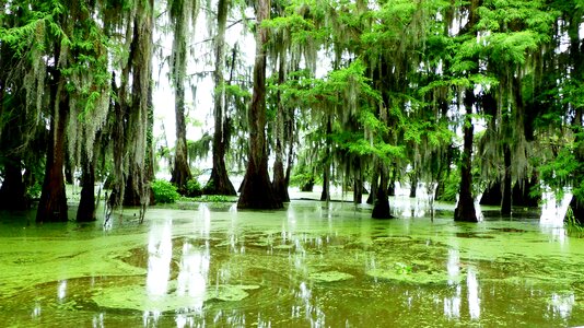 Alligator water river