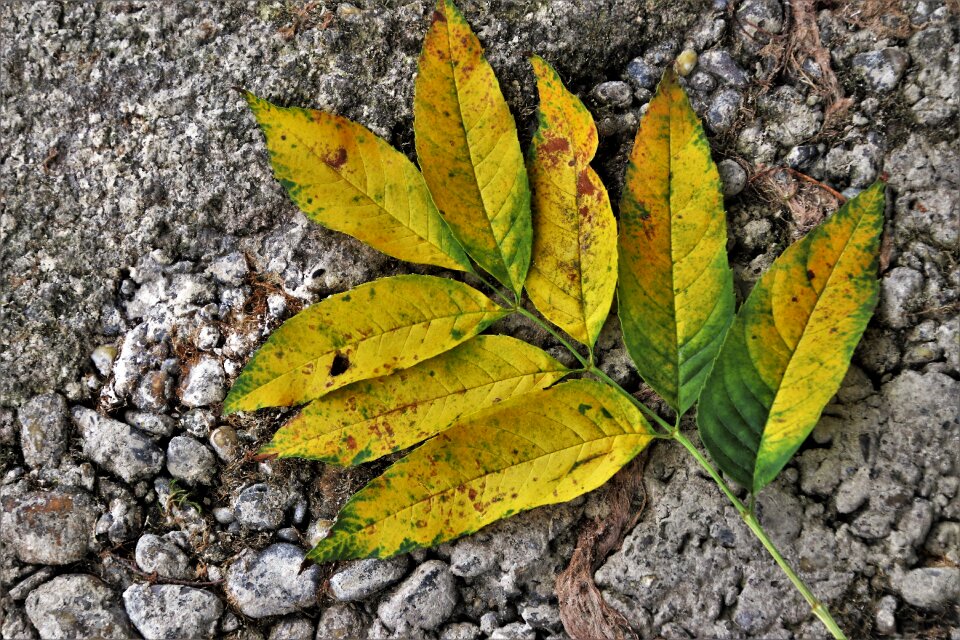 Nature collapse leaf