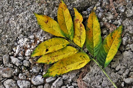Nature collapse leaf