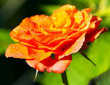 Pink orange gaudy photo