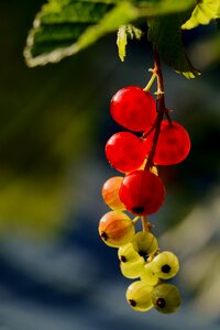 Summer berries bush