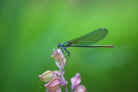 Wing close up summer photo