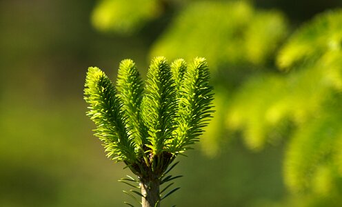 Grown green conifer show photo