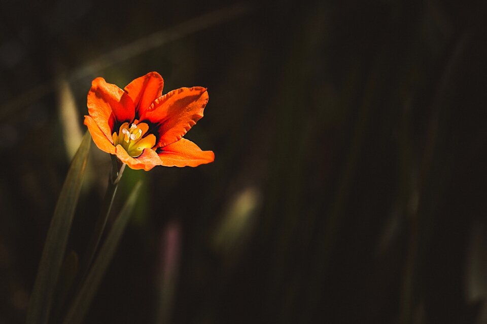 Small flower small garden