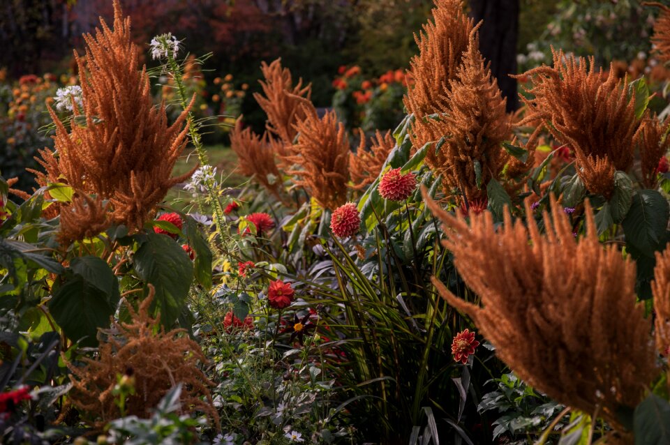 Blossom bloom plant