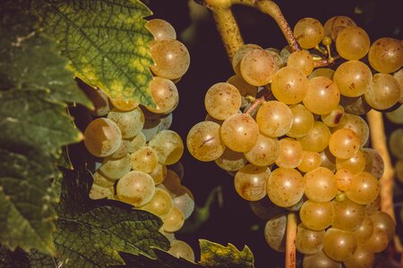 Healthy grapevine vine