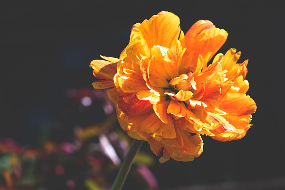Flower garden flower garden