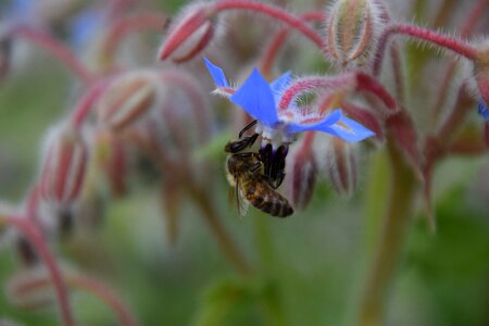 Flowers bloom herbs