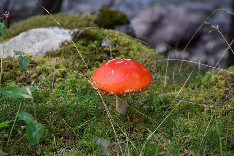 Fall fungus poisonous