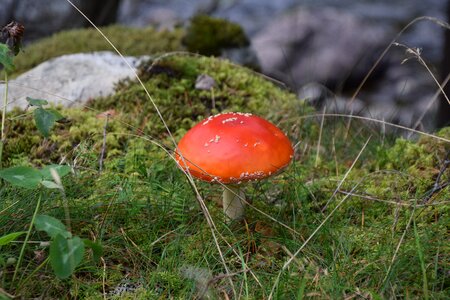 Fall fungus poisonous photo