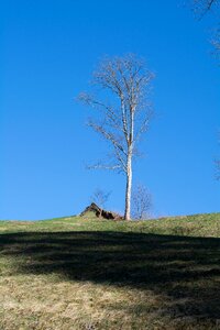Sky tree grass